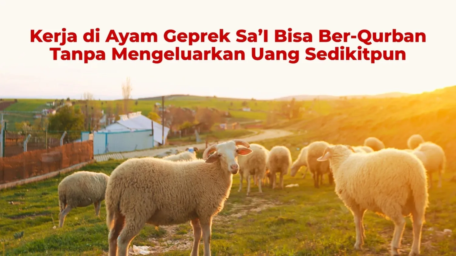 Kerja di Hajj Chicken Bisa Ber-Qurban Tanpa Mengeluarkan Uang Sedikitpun